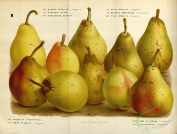 pear-00060 - Pear, 2 [4992x3775]