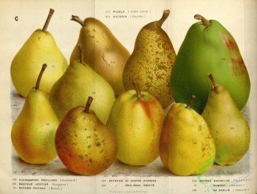 pear-00061 - Pear, 3 [4992x3775]