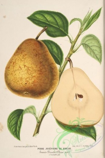 pear-00105 - Pear [3868x5781]