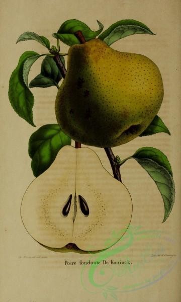 pear-00173 - Pear, 2 [2702x4500]