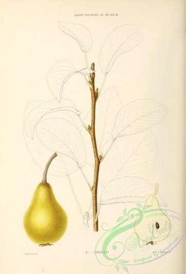 pear-00391 - Pear, 016 [2766x4066]