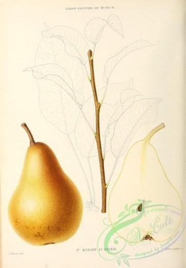 pear-00402 - Pear, 027 [2830x4066]