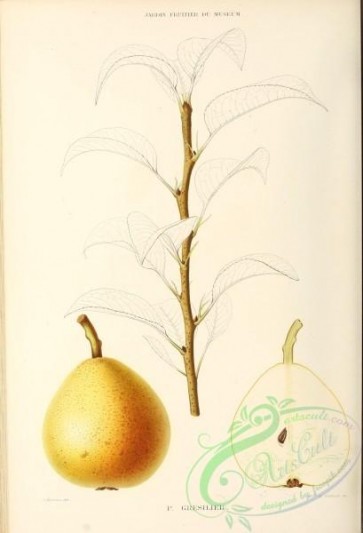 pear-00434 - Pear, 019 [2821x4130]