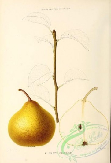 pear-00441 - Pear, 026 [2821x4130]