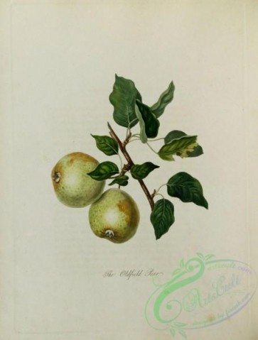pear-00471 - Oldfield Pear [3479x4581]