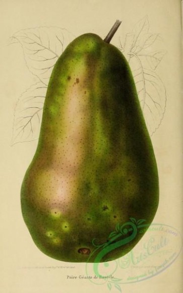pear-00497 - Pear [2101x3354]