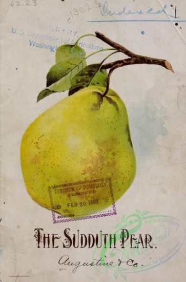 pear-00638 - 041-Pear [3172x4788]