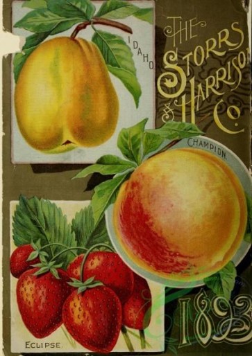 pear-00667 - 028-Pear, Peach, Strawberry [3107x4387]