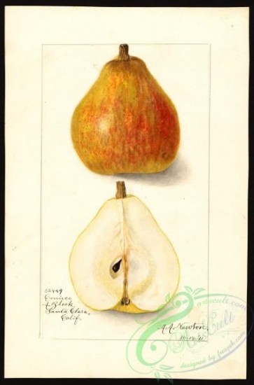 pear-00747 - 6834-Pyrus communis-Comice [2640x4000]