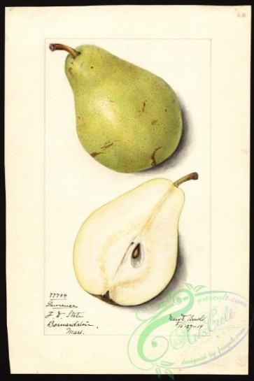 pear-00984 - 7112-Pyrus communis-Lawrence [2670x4000]