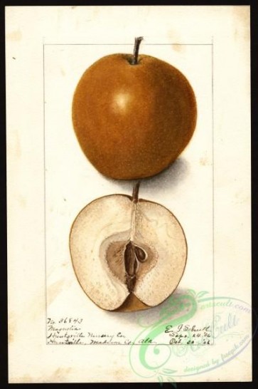 pear-01002 - 7130-Pyrus communis-Magnolia [2664x4000]
