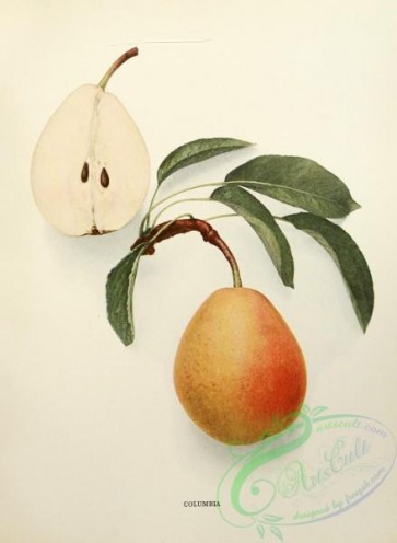 pear-01475 - 019-Pear Columbia