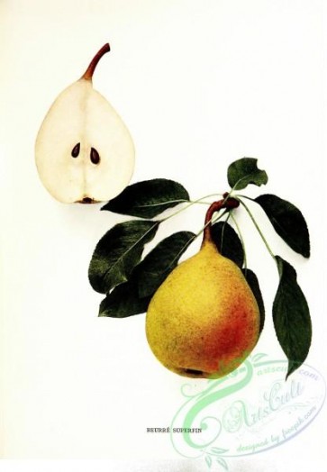 pear-01549 - 013-Pear Beurre Superfin