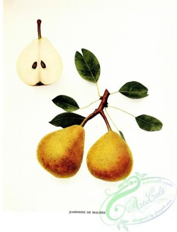pear-01577 - 041-Pear Josephine de Malines