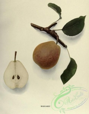 pear-01668 - 052-Pear Margaret