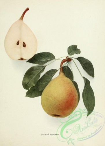 pear-01708 - 013-Pear Beurre Superfin