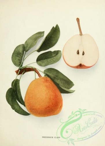pear-01729 - 034-Pear Frederick Clapp