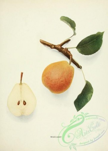 pear-01747 - 052-Pear Margaret