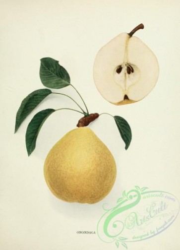 pear-01750 - 055-Pear Onondaga