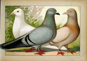pigeons-00082 - 001-Romer [2481x1747]