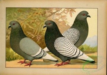 pigeons-00101 - 020-Luchstauben [2481x1755]