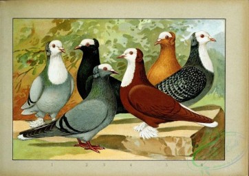 pigeons-00113 - 032-Thuringer Mauser weiblatztauben [2481x1755]