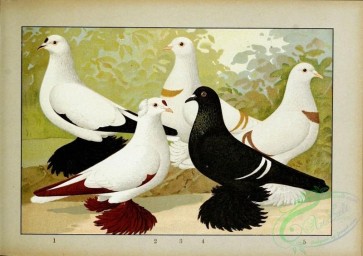 pigeons-00124 - 043-Schwingentauben, Mondtauben, Weibbindige Farbentauben, Schmalkaldener Farbentauben [2481x1750]