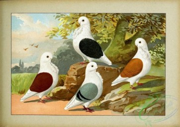 pigeons-00149 - 068-Mowchen, deutsche schildige [2481x1755]