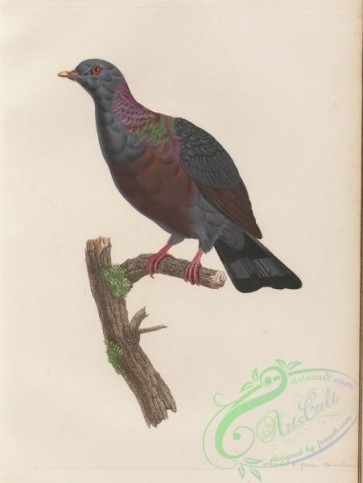 pigeons-00262 - 021-columba caribea