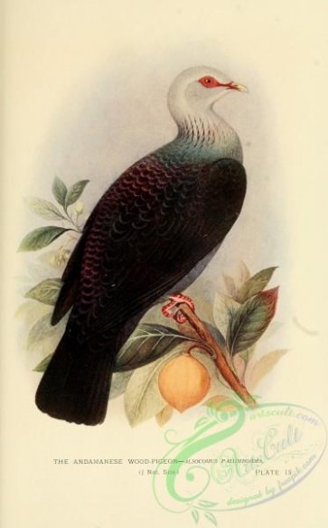 pigeons-00557 - Andamanese Wood Pigeon
