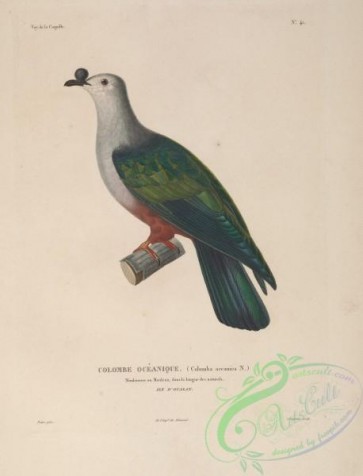 pigeons-00667 - Micronesian Imperial-Pigeon