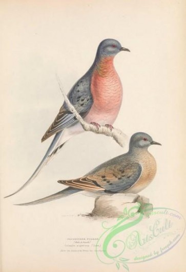 pigeons-01008 - Passenger Pigeon, columba migratoria