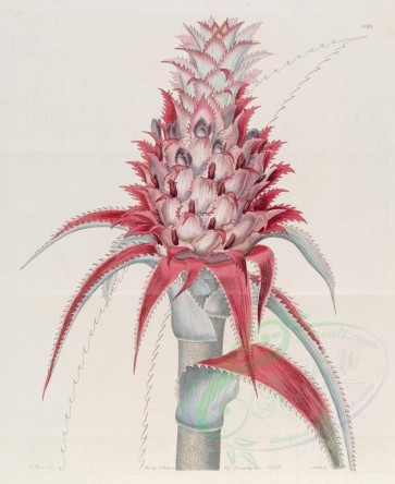 pineapple-00004 - 1081-ananassa bracteata, Scarlet-leaved Brazilian Pine [2984x3647]
