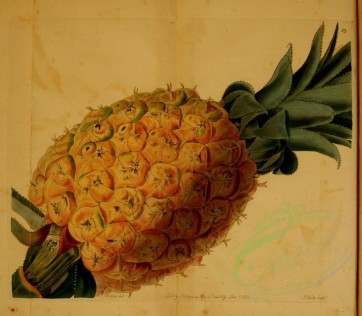pineapple-00007 - Otaheite Pine-Apple [2981x2596]