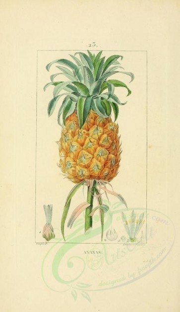 pineapple-00016 - Ananas, Pine-apple [2245x3889]