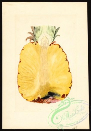 pineapple-00035 - 7370 - Ananas comosus - Pineapple