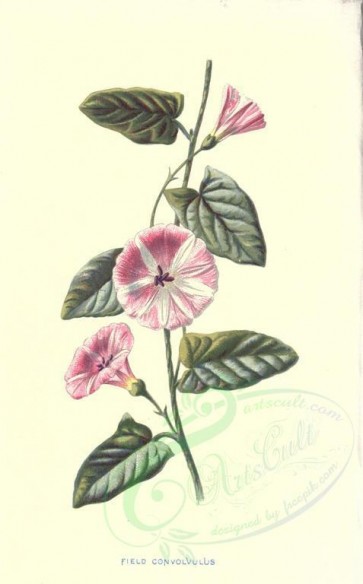 pink_flowers-00023 - Field Convolvulus [1762x2836]