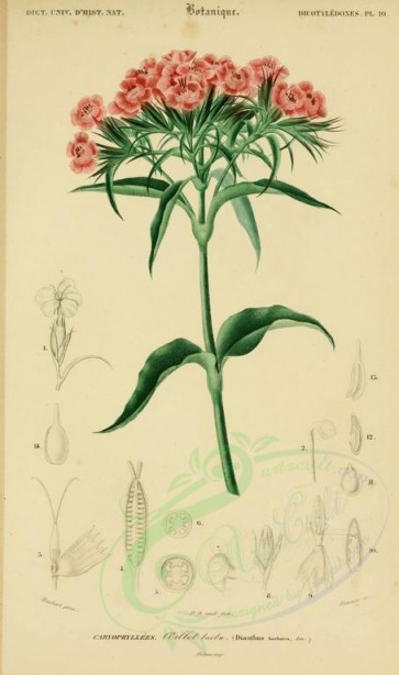 pink_flowers-00065 - dianthus barbatus [2168x3667]