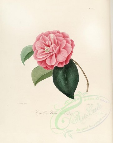 pink_flowers-00283 - camellia venus or camellia venere [2916x3665]
