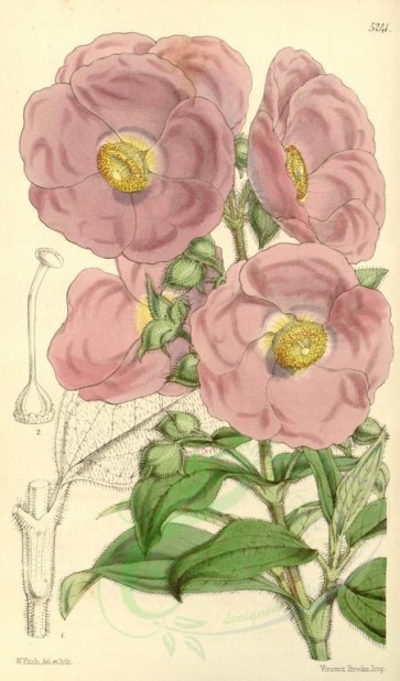 pink_flowers-00315 - 5241-cistus vaginatus, Sheath-leaved Cistus [2043x3478]