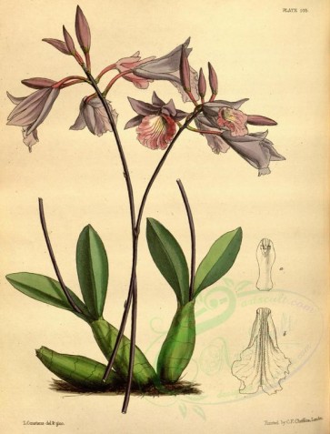 pink_flowers-00768 - Haytian Laeliops, laeliopsis domingensis [2916x3834]