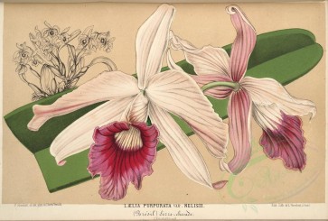 pink_flowers-01054 - laelia purpurata nelisii [5830x3935]