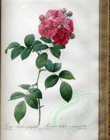 pink_flowers-01153 - rosa multiflora platyphylla [3400x4300]