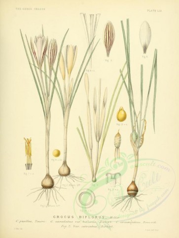 plants-00157 - crocus biflorus [2626x3489]