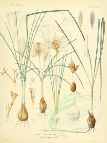 plants-00161 - crocus boryi [2626x3489]