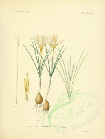 plants-00167 - crocus caspius [2626x3489]