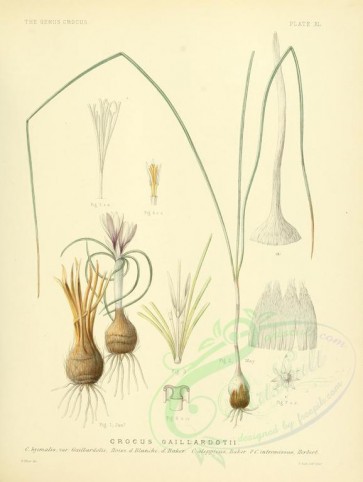 plants-00177 - crocus gaillardotii [2626x3489]