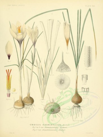 plants-00179 - crocus hadriaticus [2626x3489]