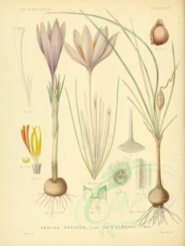 plants-00204 - crocus sativus elwesii [2626x3489]
