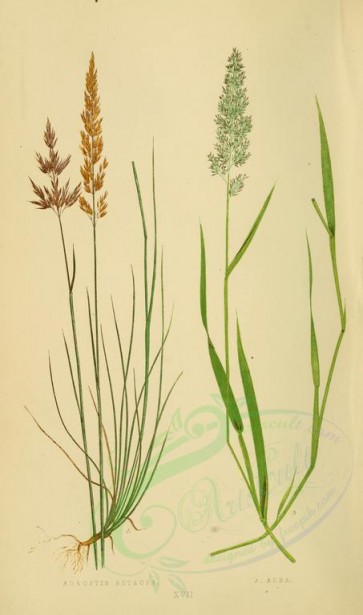 plants-00228 - agrostis setacea, agrostis alba [2219x3760]